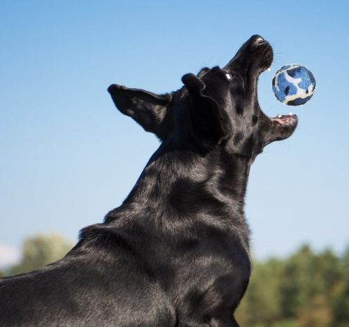 Kutyalabda szett 3 db-os – Dog Toy