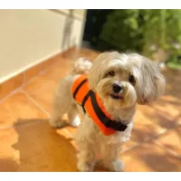 Kedvencek részlege PETS