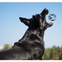 Labdák, kutyák részére